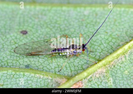 Spektakulär aussehende Blattläuse. Bunte Pflanzenschädlinge. Stockfoto