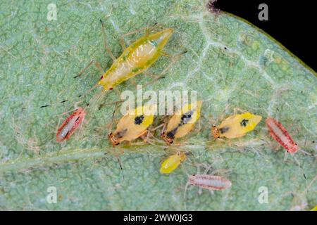 Spektakulär aussehende Blattläuse. Bunte Pflanzenschädlinge. Stockfoto