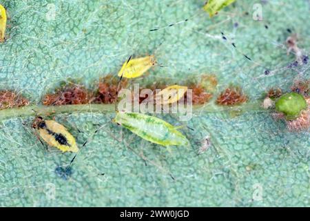 Spektakulär aussehende Blattläuse. Bunte Pflanzenschädlinge. Stockfoto