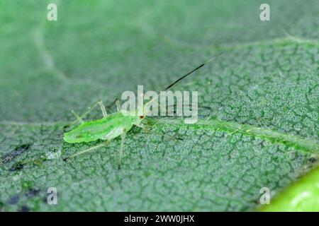 Spektakulär aussehende Blattläuse. Bunte Pflanzenschädlinge. Stockfoto