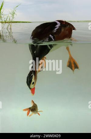 Enten jagen Fische auf dem Fluss Stockfoto