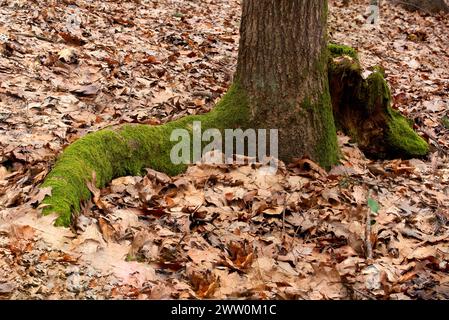 Tree root bedeckt mit Moos Stockfoto