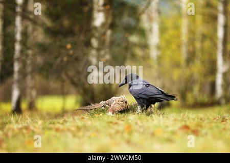 Schwarzer Rabe, corvus Corax, der sich dem toten Fasan nähert, der auf dem Boden liegt. Wilder Vogel mit dunklen Federn und massivem Schnabel auf einer grünen Wiese Stockfoto