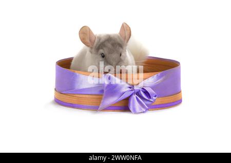 Weiße Chinchilla in einem Korb Stockfoto