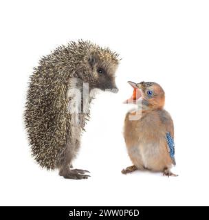 Igel und Baby-Vogel eines jay mit offenem Mund Stockfoto