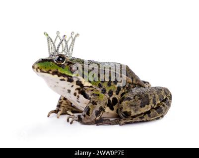 Krönt den Frosch isoliert auf weißem Hintergrund Stockfoto