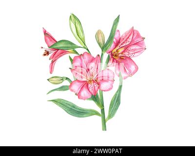 Leuchtend rosa tropische Blumen. Alstroemeria-Blume. Botanische Vintage-Illustration. Blumenkopf, Knospen und Blatt. Aquarellmalerei. Blumenstrauß von Alstromeria Stockfoto