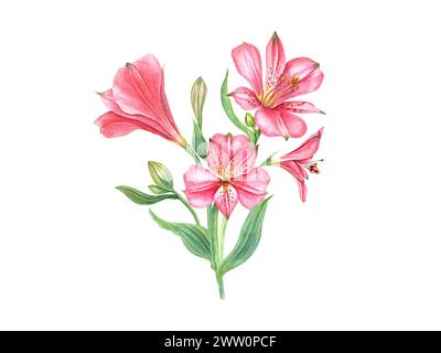 Rosa Alstroemerieblume. Blumenzusammensetzung. Botanische Vintage-Illustration. Blumenkopf, Knospe, Blatt. Aquarellmalerei. Blumenstrauß von Alstromeria. Stockfoto