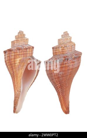 cockleshell auf weißem Hintergrund Stockfoto