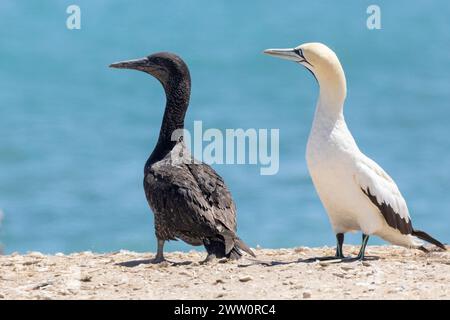 Juvenile und adulte Cape Gannet (Morus capensis) in der Zuchtkolonie Bird Island, Lamberts Bay, Westküste, Südafrika, Stockfoto