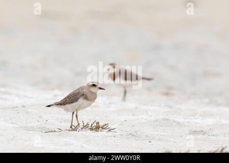 Nicht zuchtender Kaspischer Plover (Charadrius asiaticus), Mündung des Heuningnes River, de Mond, Westkap, Südafrika. Seltener paläarktischer Sommerbesucher Stockfoto