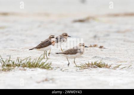 Vagrantenzucht männlicher Kaspischer Plover (Charadrius asiaticus), Mündung des Heuningnes River, de Mond, Westkap, Südafrika. Seltenes paläarktisches Sommervisier Stockfoto