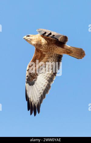 Steppe Bussard (Buteo vulpinus) im Flug, Velddrif, Westküste, Westkap, Südafrika Stockfoto