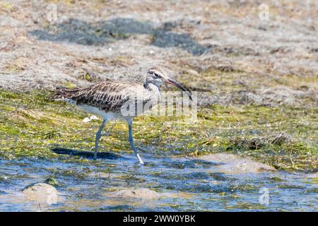 Gemeine Whimbrel oder eurasische Whimbrel (Numenius phaeopus), Kliphoek Salt Pan, Velddrif, West Cast, Südafrika Stockfoto