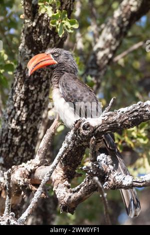 Crowned Hornbill (Lophoceros alboterminatus), Punda Maria, Kruger National Park, Limpopo, Südafrica Stockfoto