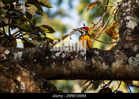 Schwarzer Flameback auch kleiner Goldspecht oder kleiner Goldspecht - Dinopium benghalense, farbenfroher Vogel, der in den indischen Subkontininen gefunden wird Stockfoto