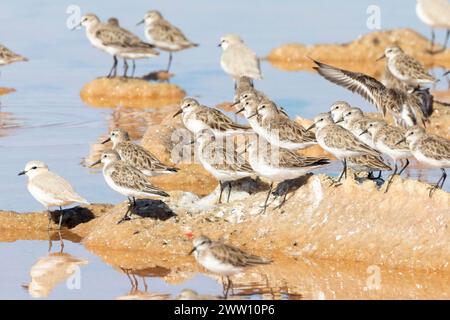 Herde von nicht brütenden kleinen Stints (Calidris minuta) mit Kastanienbändern Plover Velddrif, Mündung des Berg River, Westküste, Westkap, Südafrika Stockfoto