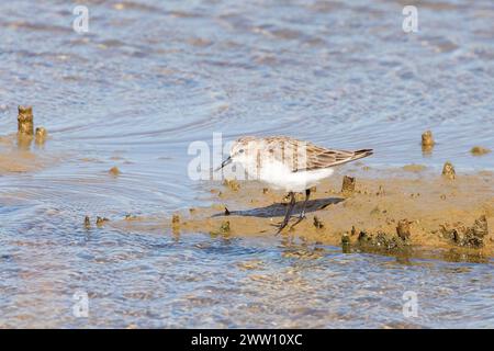 Nicht-züchtige kleine Stint (Calidris minuta) Velddrif, Mündung des Berg River, Westküste, Westkap, Südafrika Stockfoto