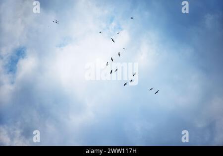 Eine Schar von Pelikankreisen am Himmel vor dem Hintergrund wunderschöner Cumulus-Wolken Stockfoto