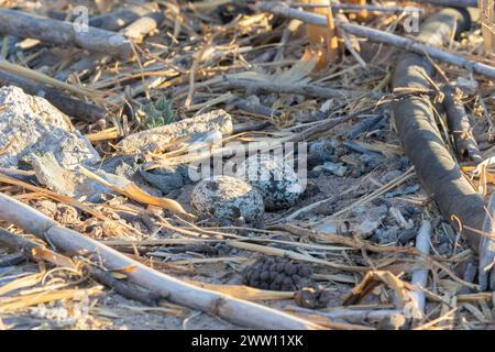 Geflecktes Dickknie-Nest (Burhinus capensis) mit Eiern, Velddrif, Westküste, Südafrika. Das Nest ist ein einfacher Kratzer im Boden. Stockfoto