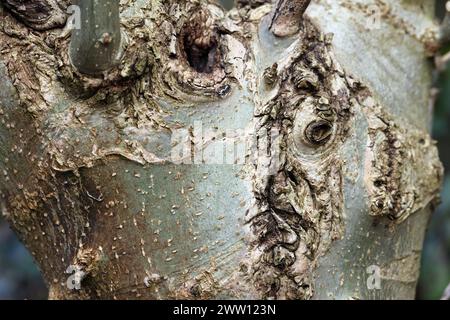 Stammholz von Laubgehölzen Stammholz einer gewöhnlichen Esche nach mehrfachem Rückschnitt *** Laubholz Stammholz einer gewöhnlichen Esche nach mehrfacher Beschneidung Stockfoto