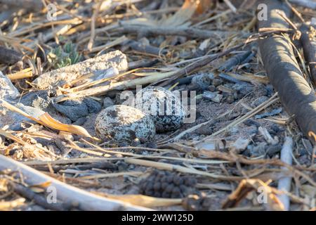 Geflecktes Dickknie-Nest (Burhinus capensis) mit Eiern, Velddrif, Westküste, Südafrika. Das Nest ist ein einfacher Kratzer im Boden. Stockfoto