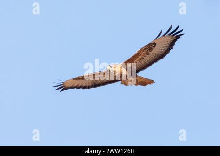 Steppe Bussard (Buteo vulpinus) im Flug, Velddrif, Westküste, Westkap, Südafrika Stockfoto