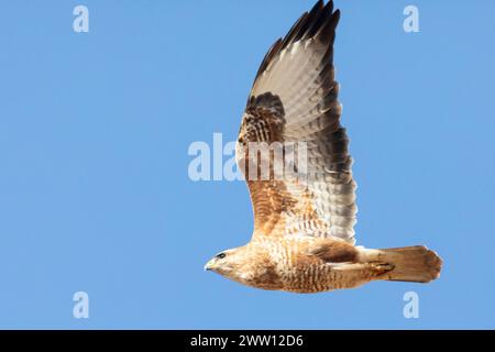 Steppe Bussard (Buteo vulpinus) im Flug, Velddrif, Westküste, Westkap, Südafrika Stockfoto