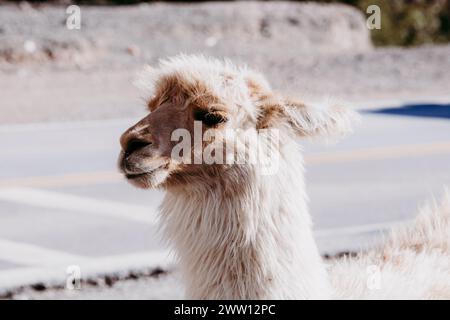 Profilporträt eines braun-weißen Lamas (Lama glama) in Tilcara, Provinz Jujuy, Nordwestargentinien. Stockfoto