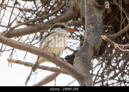 Gestreifter Eisvogel (Halcyon chelicuti chelicuti), Limpopo, Südafrika, auf einem Ast des Baobab-Baumes Stockfoto