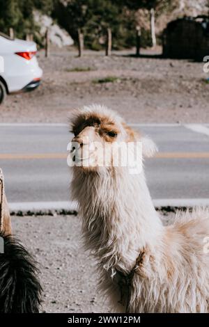 Weißes und braunes Lama (Lama glama) steht im Freien in Tilcara, Provinz Jujuy, Nordwestargentinien. Stockfoto