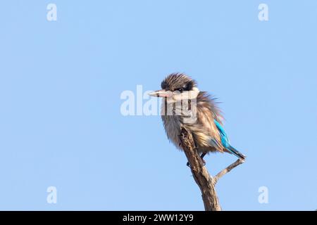 Gestreifter Eisvogel (Halcyon chelicuti chelicuti), Limpopo, Südafrika, verflucht bei Sonnenaufgang gegen die Kälte Stockfoto