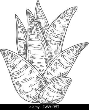 Sukkulente Skizze. Handgezeichnete Aloe. Wachsende Pflanze Stock Vektor