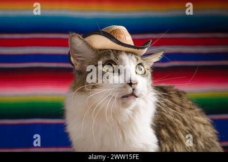 Katze trägt mexikanischen Hut mit Serape im Hintergrund. Cinco de Mayo Hintergrund. Stockfoto