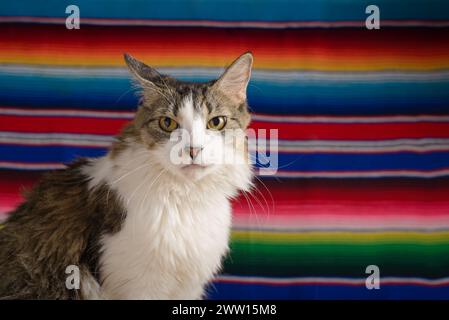 Katzenporträt mit Serape im Hintergrund. Cinco de Mayo Hintergrund. Stockfoto