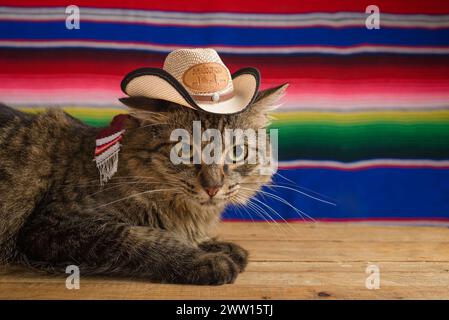 Katze trägt mexikanischen Hut mit Serape im Hintergrund. Cinco de Mayo Hintergrund. Stockfoto