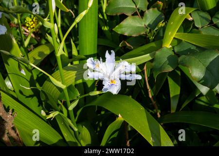 Iris japonica, gemeinhin als gesäumte Iris, Shaga und Schmetterlingsblume bekannt, ist eine aus China und Japan stammende Heimat. Stockfoto