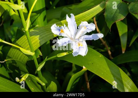 Iris japonica, gemeinhin als gesäumte Iris, Shaga und Schmetterlingsblume bekannt, ist eine aus China und Japan stammende Heimat. Stockfoto