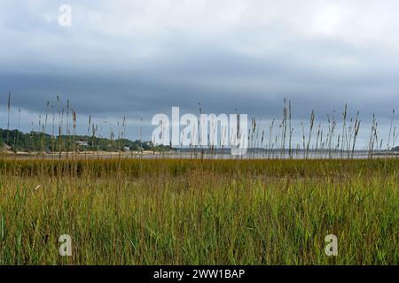 Herbstfarbe amerikanische Strandgrashalme reichen in den Himmel vor den Wattenmeeren, im fernen Hafen von Wellfleet unter stimmungsvollem Himmel Stockfoto