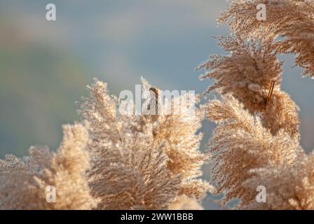 Linnet, Linaria cannabina, an Rohrquasten im Feuchtgebiet. Stockfoto