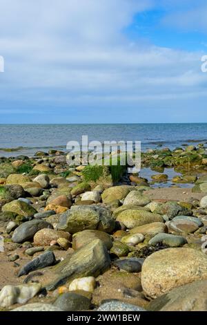 Grüne Meeresalgenmantel Surf-abgenutzte Steine am Strand von Cape Cod Bay unter hellem Sonnenlicht Stockfoto