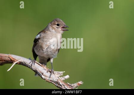 Kleiner Vogel auf trockenen Zweigen. Gewöhnliche Chaffinch, Fringilla Coelebs. Stockfoto