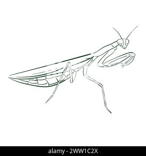 Betende Mantis-Umrissvektor isoliert auf weißem Hintergrund. Illustration der Linienkritzelung. Insekten. Für Buch, zeitschriftenartikel Stock Vektor