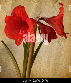 Bunte amaryllis-Blüten vor einem subtilen beigefarbenen Hintergrund, Deutschland, Mönchengladbach Stockfoto