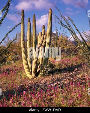 Orgelpfeife Cactus National Monument in Southern Arizona. Stockfoto