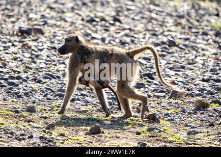 Pavian und Mutter gehen in Botswana, Afrika Stockfoto