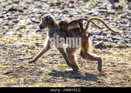 Pavian und Mutter gehen in Botswana, Afrika Stockfoto