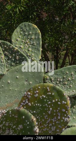 Nopal erträgt trockenes Klima, widerstandsfähige Schönheit Stockfoto