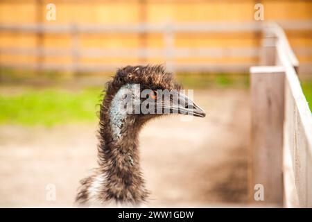 Der australische Strauß emu, bekannt als Dromaius novaehollandiae, ist der zweitgrößte lebende Vogel der Welt. Farmerzucht von Straußen Stockfoto