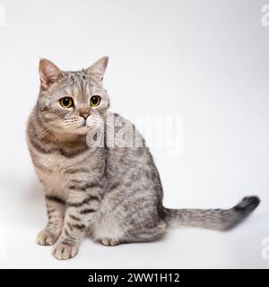 Eine graue Scottish Fold Katze sitzt elegant, ihre großen gelben Augen sehen aufmerksam aus. Lebensstil von Haustieren, Rassenverhalten Stockfoto